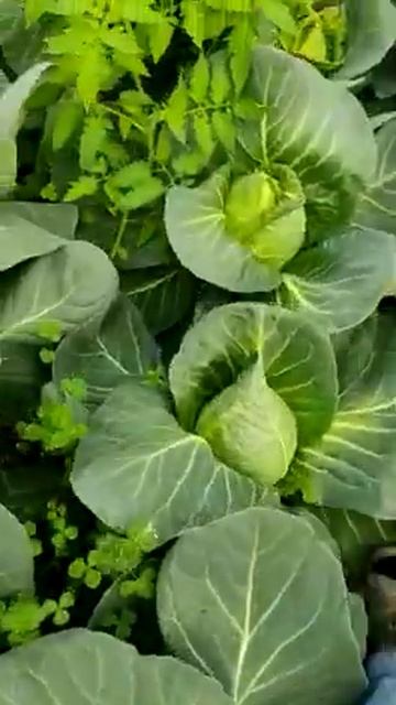 Sonsma RZ F1 kələm cabbage