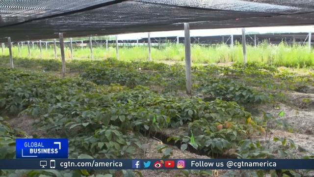 Ginseng demand pushes US farmer into prominence
