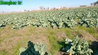 Karnabahar yetiştiriciliği ve hasat süreleri