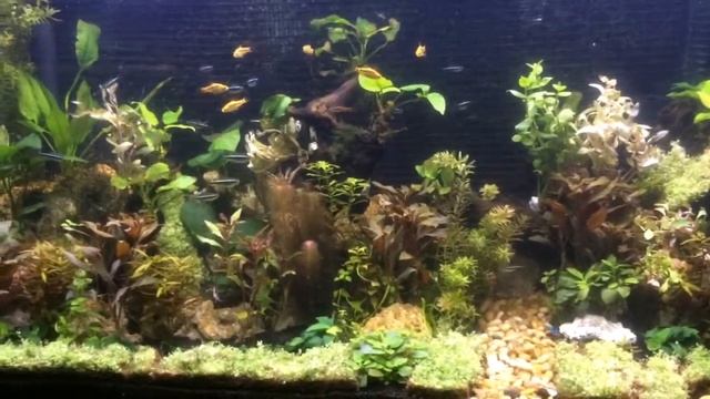 90 gallon planted tank week 7 diy co2