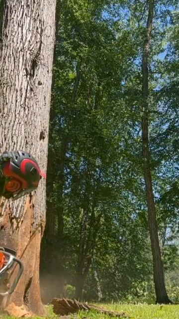 A Perfect Drop Zone for a ROTTEN Ash Tree