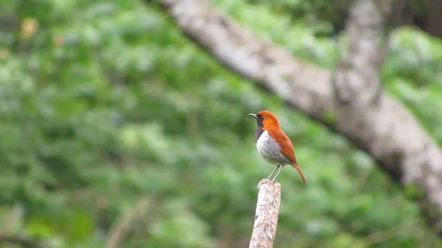 ホントウアカヒゲ