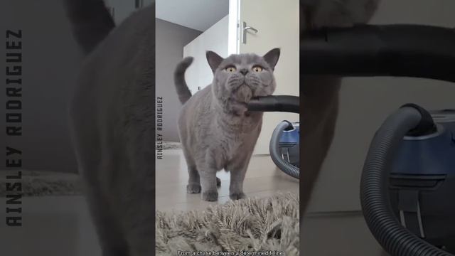 Просто смешные коты