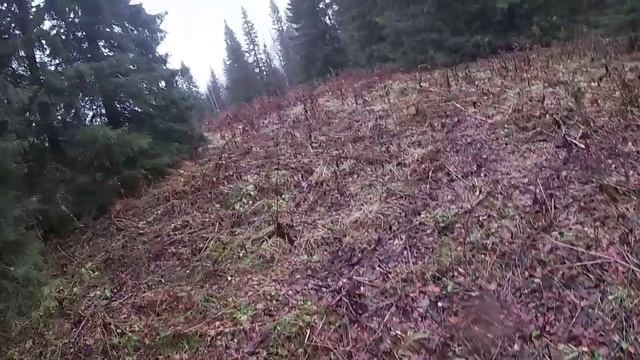 Охота с гончими собаками