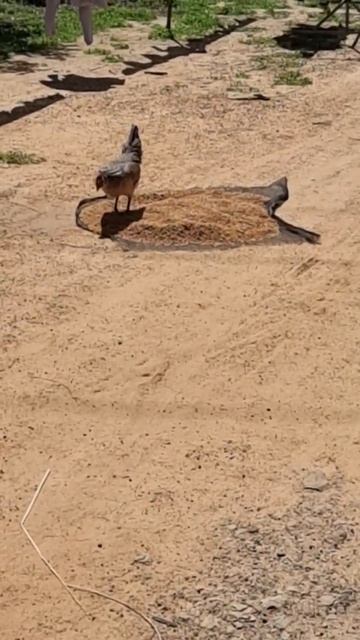 Chicken eating rice seeds