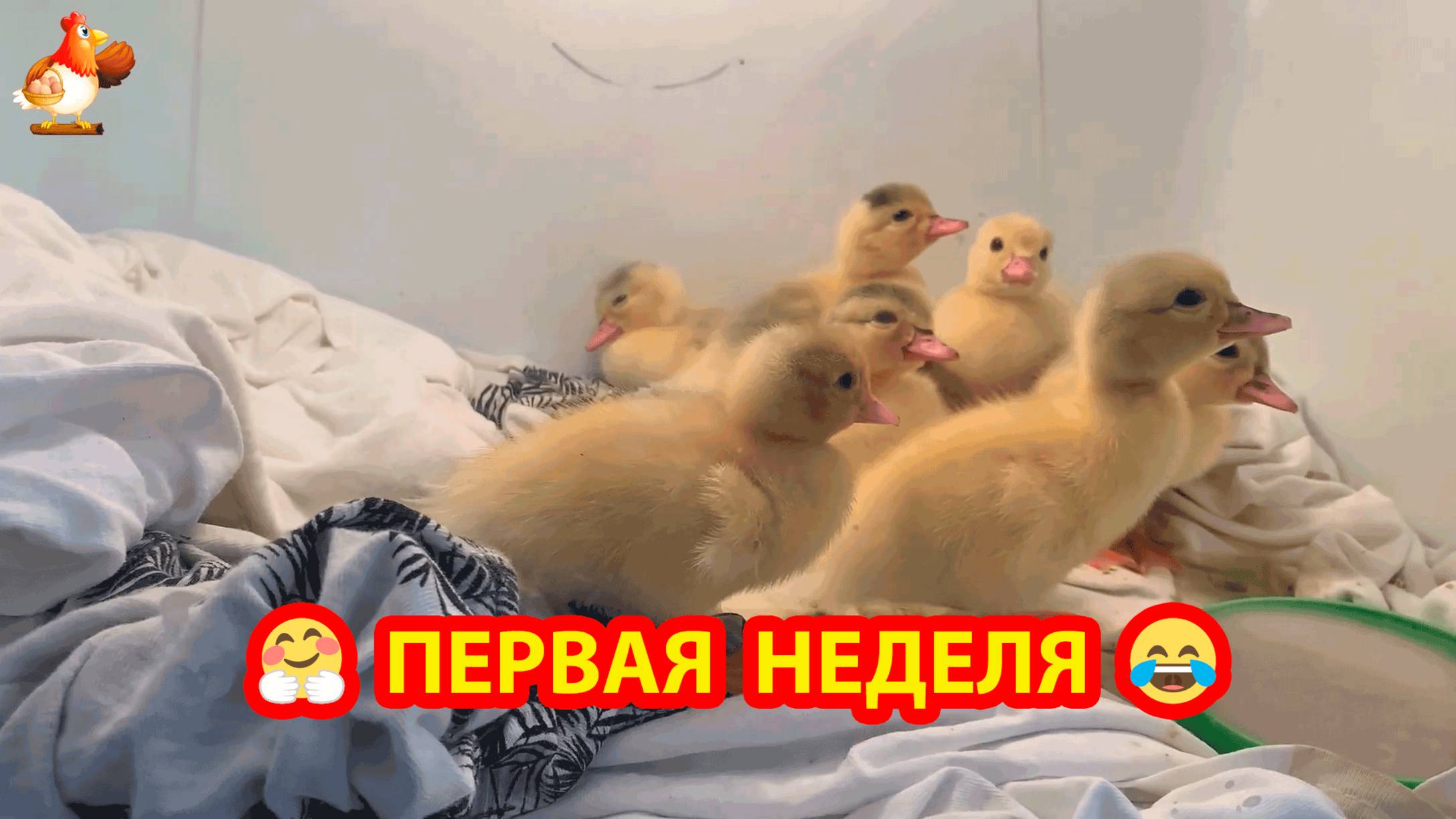 Утята в первую неделю жизни 🥰😂
