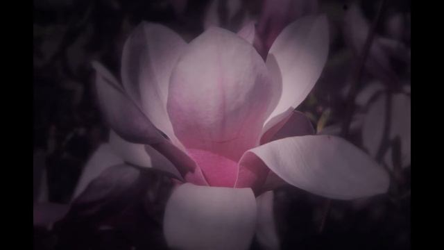 Magnolia Beauty