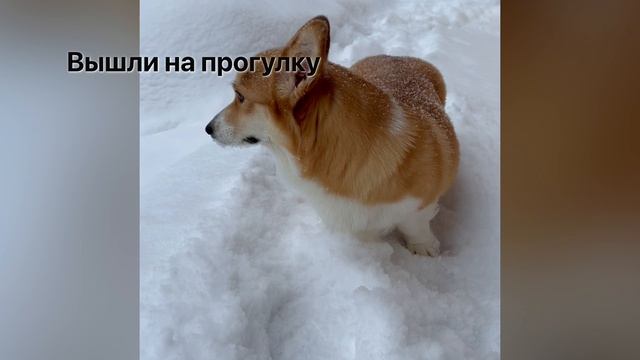 Корги вельш пемброк