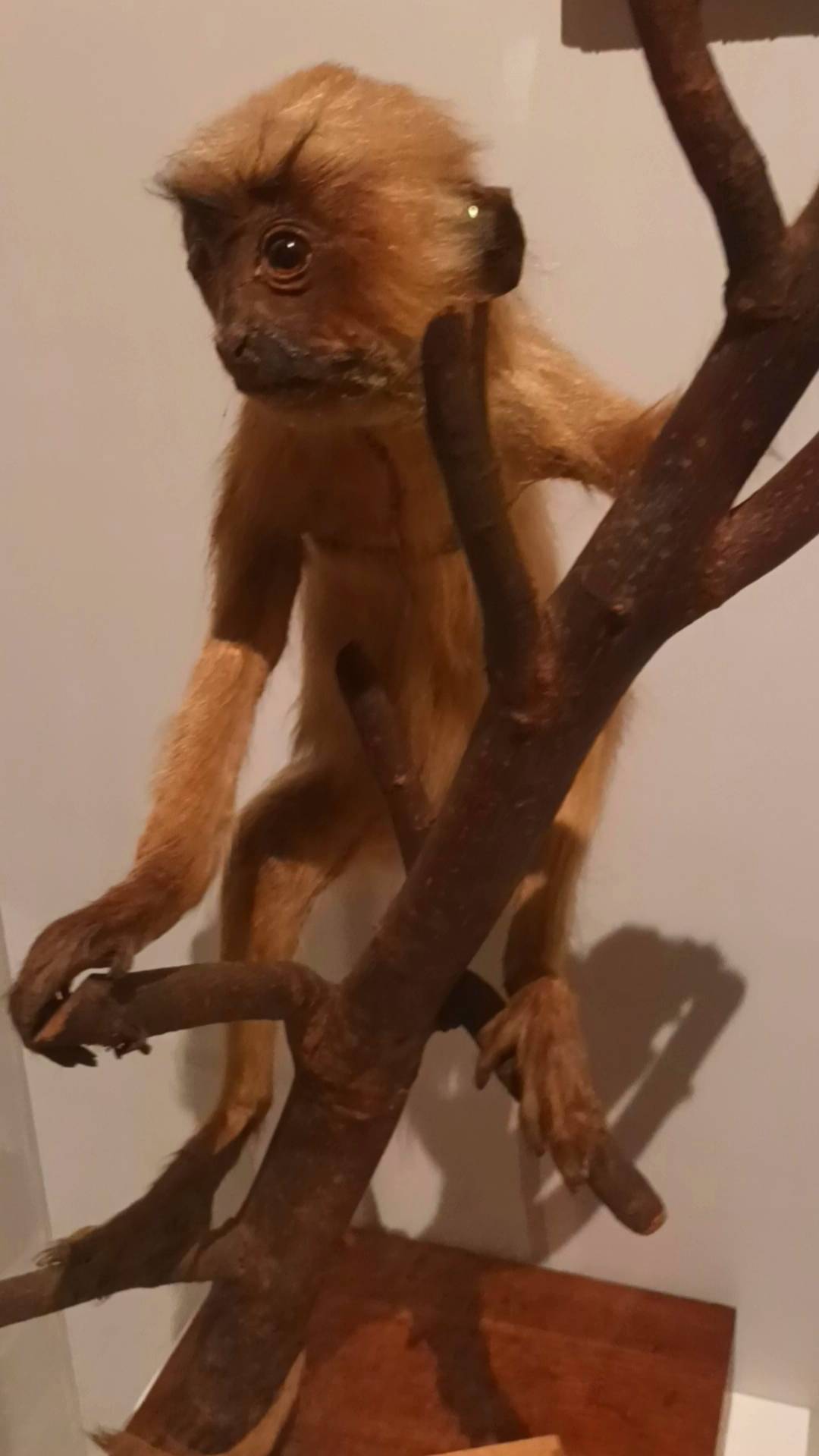 ГИМ (2)