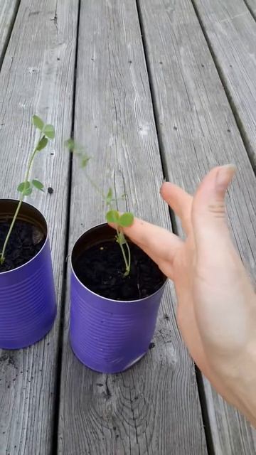 Growing peas in sauce cans: windowsill gardens