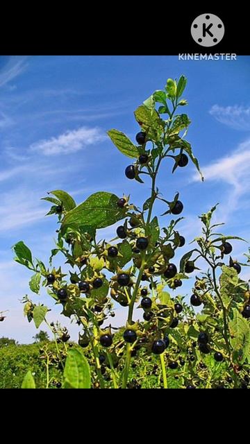 A deadly-nightshade plant#contain alkaloids#shortsvideo #reels
