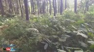 Berburu Tanaman Hias di Alam