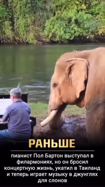 Филармония для животных