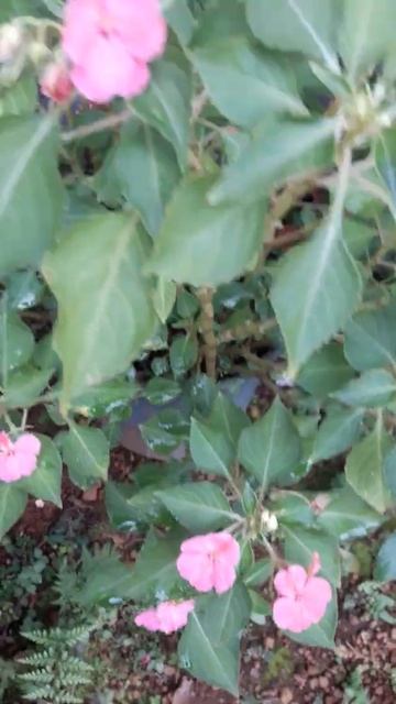 balsam plant