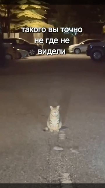 VID-20250209-WA0087