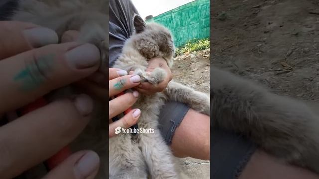 Как подстричь кошке когти