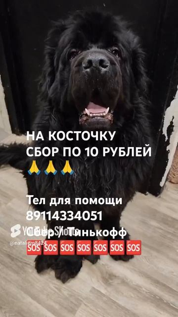 ЧЕЛОВЕК ПОМОГИ 🙏🆘