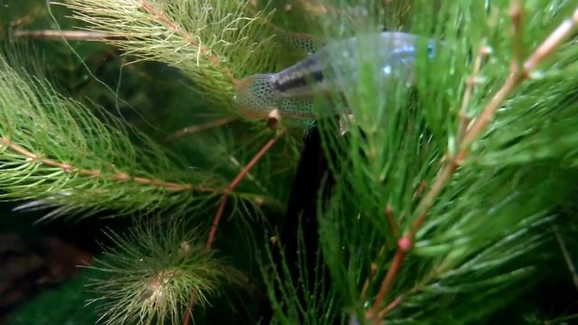 Jeden z moich Trichopsis pumila