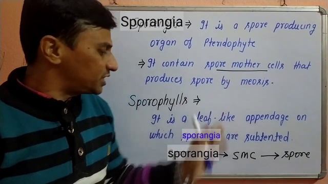 Sporangia and Sporophylls,