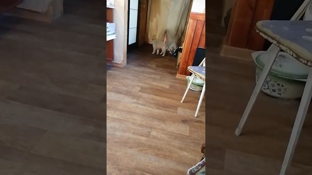 щенки сушат шерстку дома