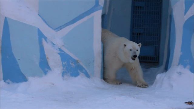 Гердочка ходила по дну бассейна, услышала звук машин и поднялась наверх наблюдать за ними 04.02.2025