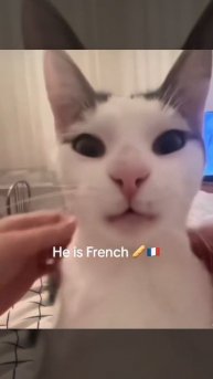 Французский кот