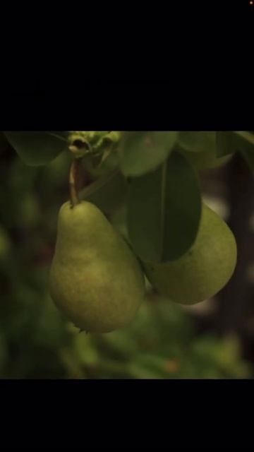 beautiful pear tree india