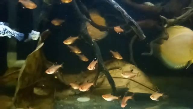 Black water tank 144L semi amazon style not sand (discus,sarpae tetra,cardinal,neonblack, corydoras