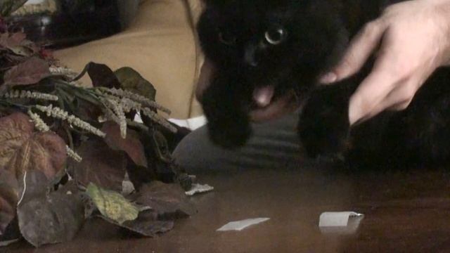 Funny Cat Reaction #Challenge| Persi The Black Cat