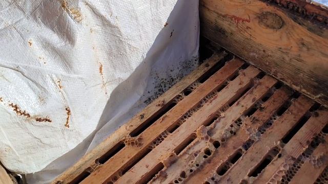 Ревизия пасеки🧐 Беларусь, Могилевская область👋