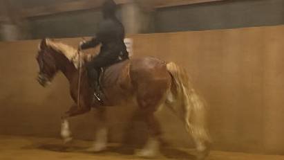 Алена и Каспер, галоп. #horse #equestrian #лошади #pony