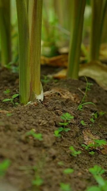 Cut Off Old Taro Branches Inside The Field  Best ASMR Video #satisfying #short
