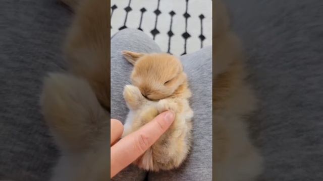 Смешные животные. Очередная подборка прикольных видео.