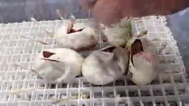 Egg Cutting #2!!!!  Zebra Bee???
