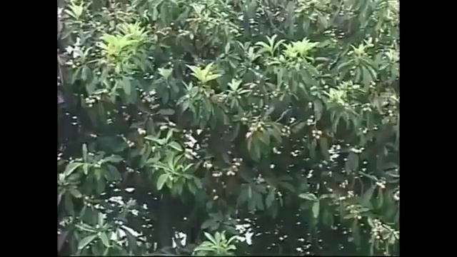 ФЕЙХОА 1 ЧАС