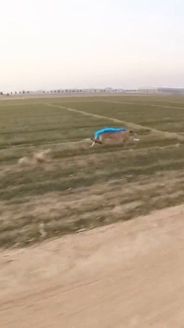 Гончие могут развивать скорость до 72 км/ч. И вот как выглядит один из вариантов выгула этой собаки