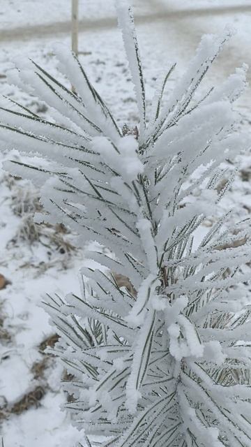 Зима вернулась