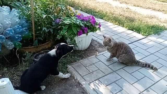 Собачонок и кот.