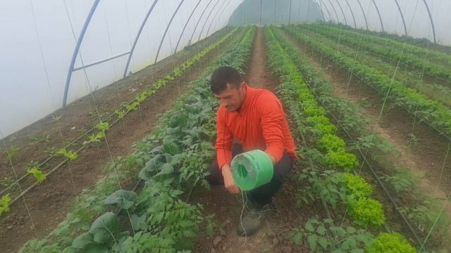 Palisare si copilire la tomate