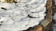PLANTING 300 SPRING BULBS BEFORE THE BLIZZARD COMES IN l GARDENING NEWBIE 💐 🌼 🌸