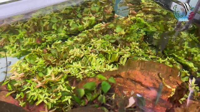HOW TO GROW: Emersed & Submerged Aquatic Plants | Nature Aquarium plant | Mayur Dev Aquascaper 4K