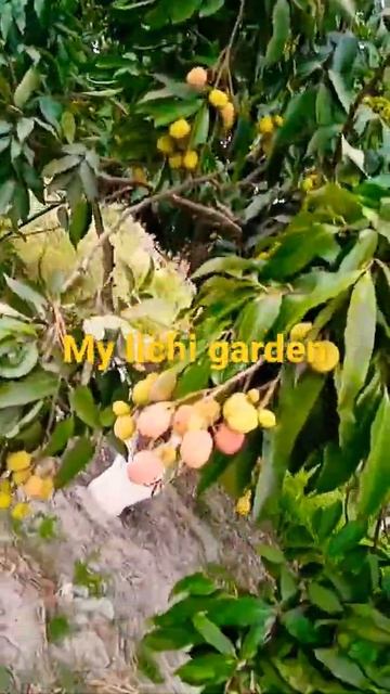 lichi plant with coming barish