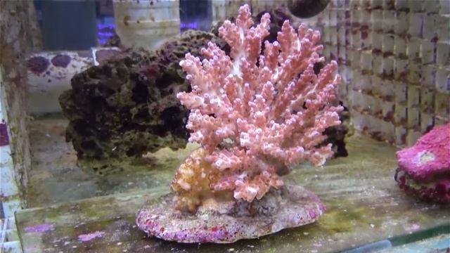 Acropora Plana 309213309213