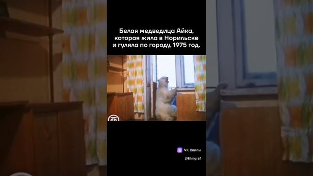 "Лайка".1875г. Новосибирск.mp4