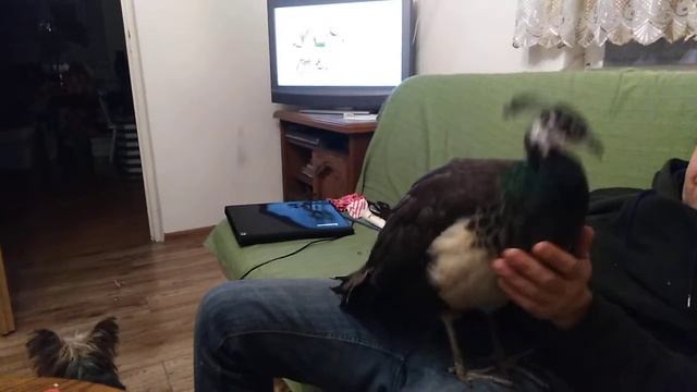paw indyjski wychowany w domu,домашний индийский павлин,home-raised Indian peacock