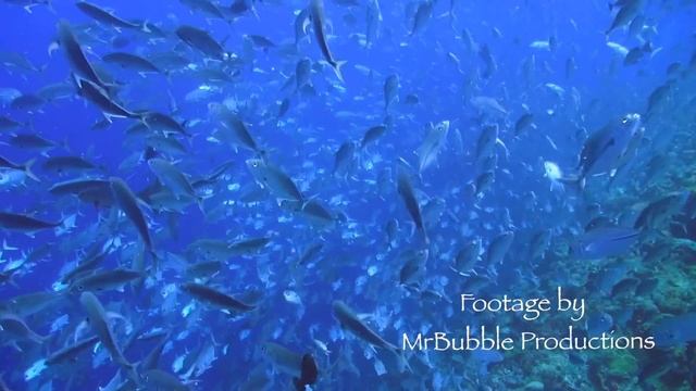 Palau, Sharks at Blue Corner (Massive school) HD