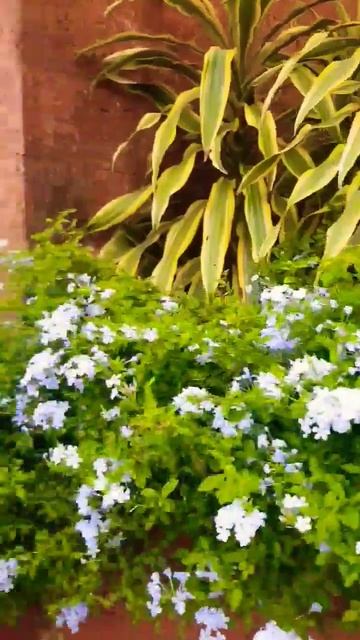 Plumbago &Red button ginger Flowers#shorts