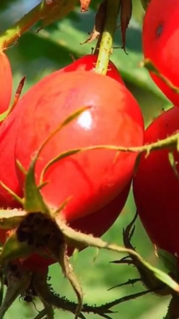 Глоток шиповника творит такое