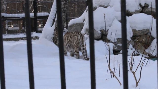 Бенгальскому тигрёнку Кови очень нравится лежать на снегу 04.02.2025