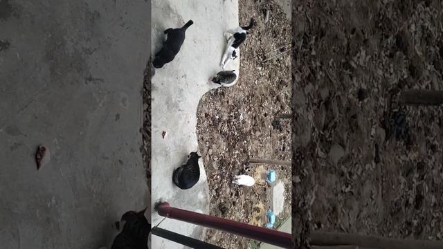голодная банда с чиланзара